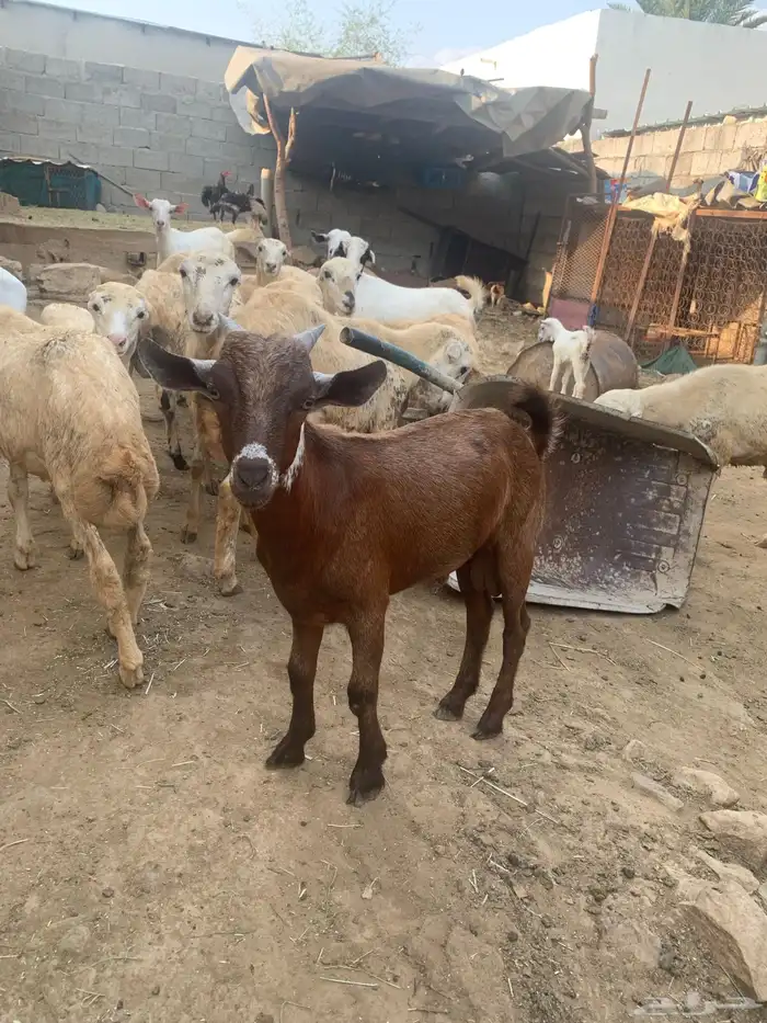 فرير مشروع فحل وثلاثه تيوس سمان ماشاءالله تبارك الله 8