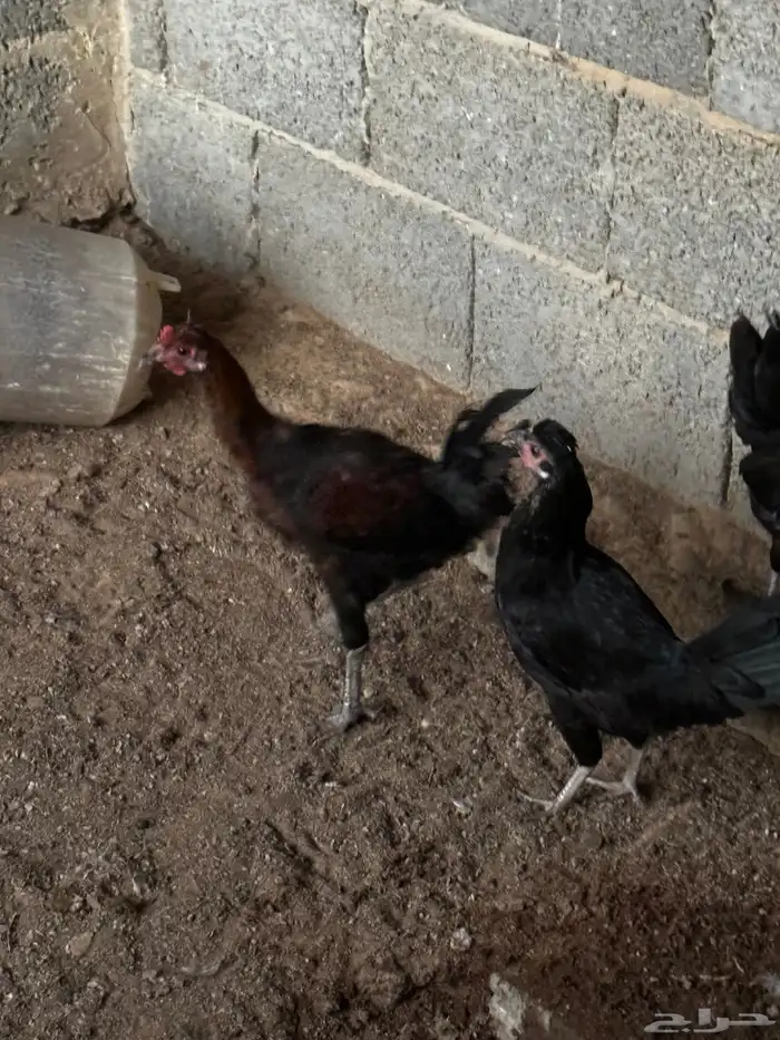 دجاج 3