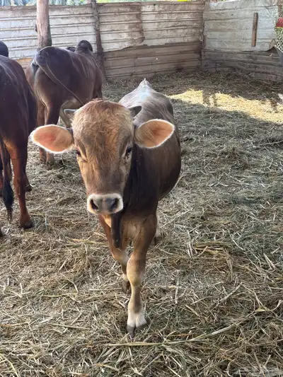 عجول حبتين الماني و جرسي index