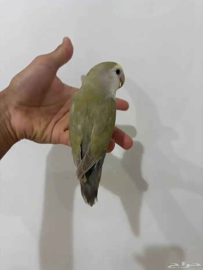 عله اليوم ما شاء الله تبارك الله أنثى للبيع حجم جامبو 4