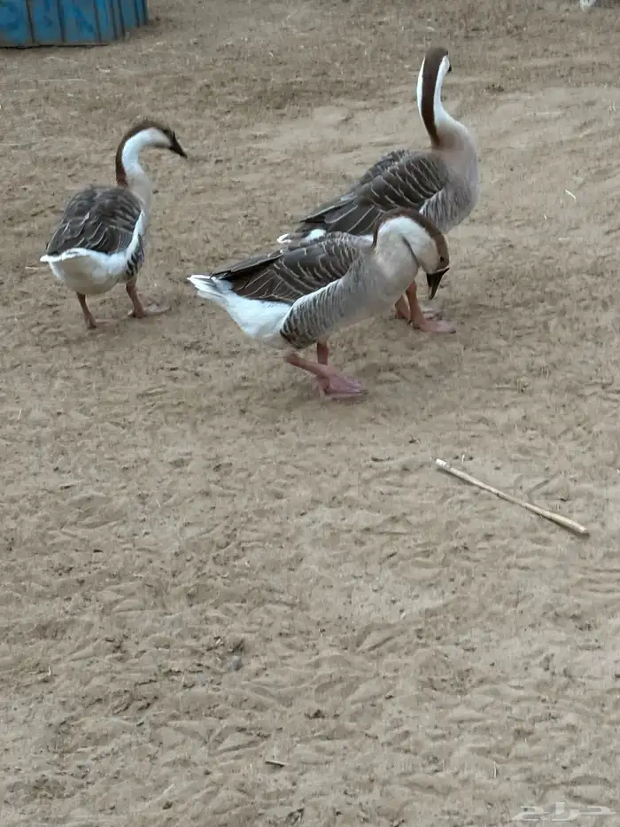 وز عراقي للبيع 6