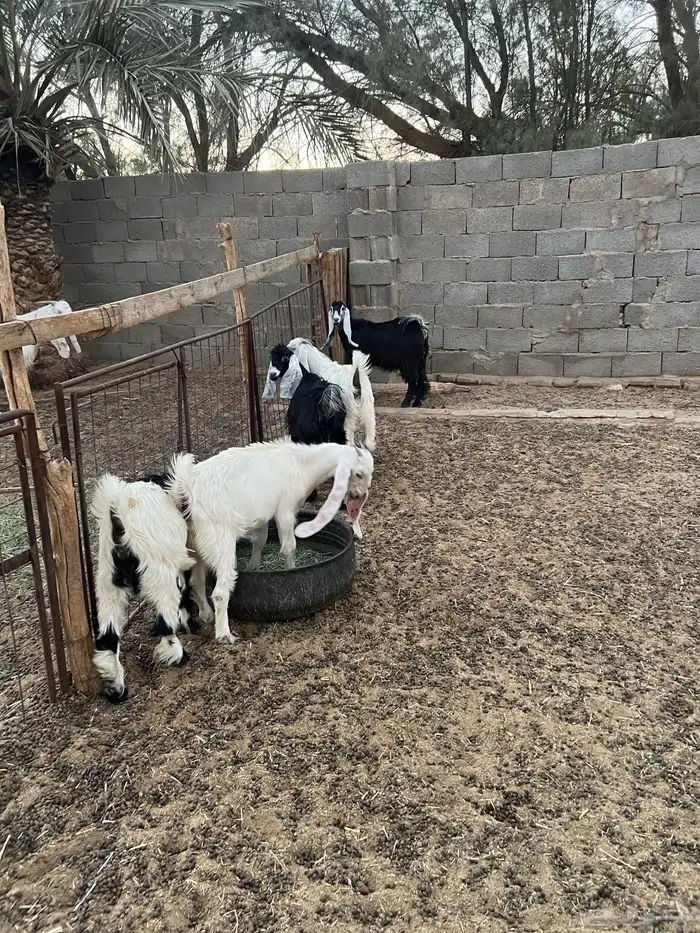 جفار عوارض للبيع 0