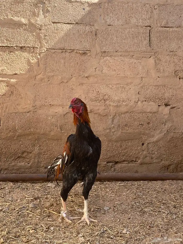 ديك بكستاني 1