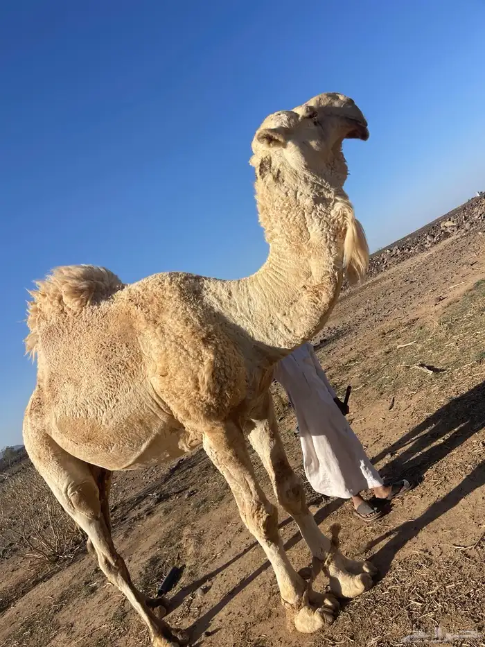 للبيع جمل عفر شاق نابه 6