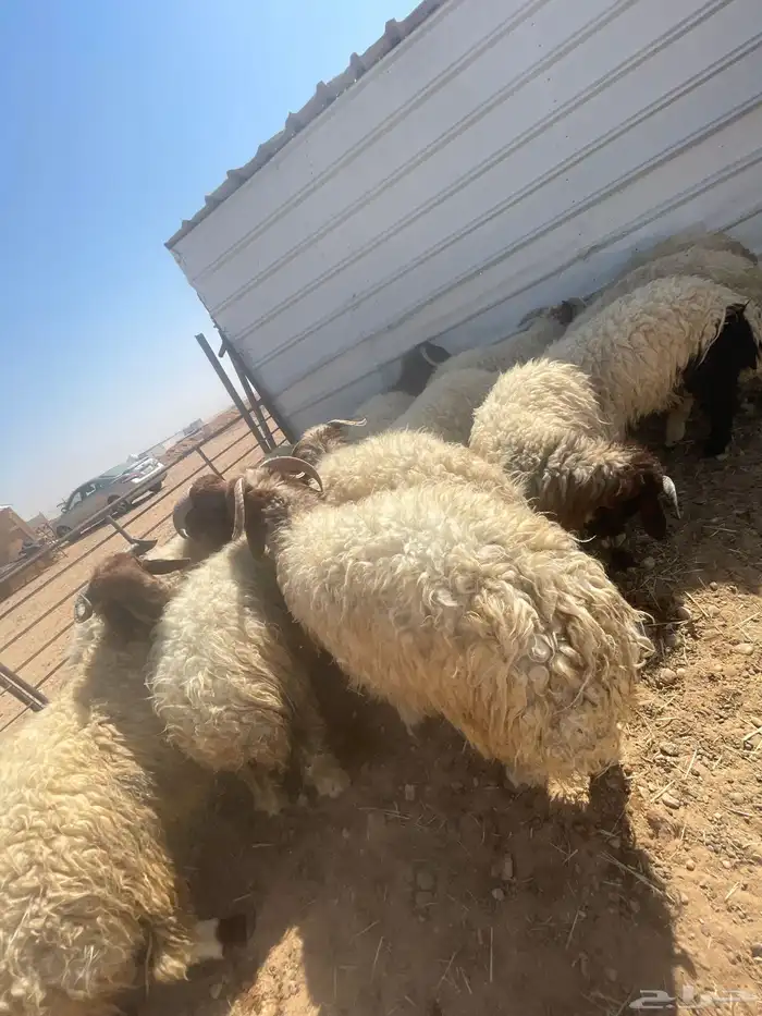 بهم خرفان فاخره كناور 5