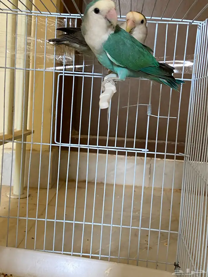 جوز روز منتج شرط شرط شرط 1