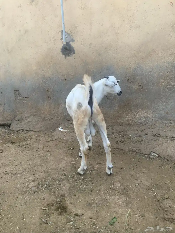 فرير مشروع فحل وثلاثه تيوس سمان ماشاءالله تبارك الله 2