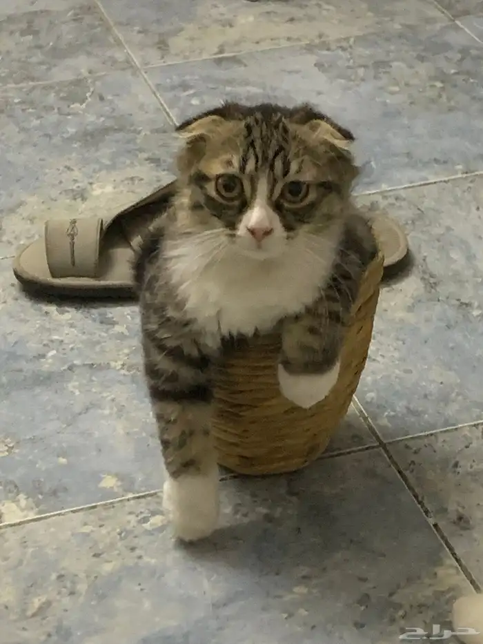 قطط سكوتش شيرازي 1