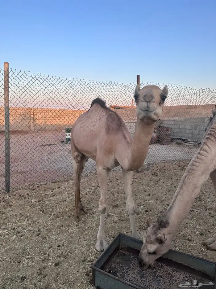 قعدان للبيع 2