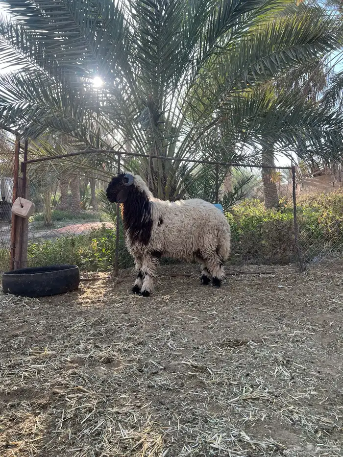 نعيمي صنف اللي يبي يقني ولا يذبح 1