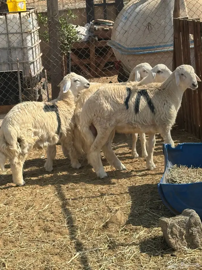 طليان حري ثلاجه مناسبات 9