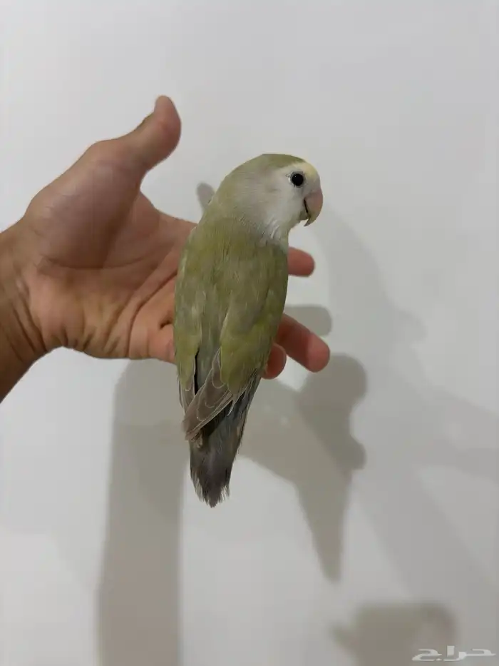 عله اليوم ما شاء الله تبارك الله أنثى للبيع حجم جامبو 2