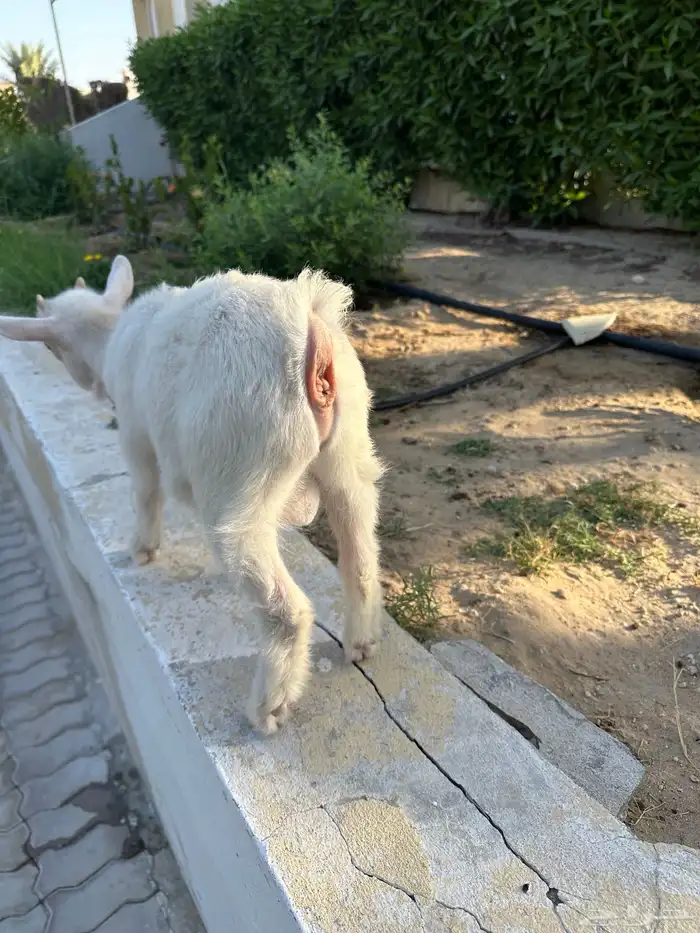 ماعز قزمي للبيع في الاحساء 3