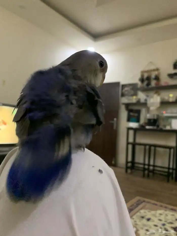 جوز روز اليفين جدا جدا جدا 16