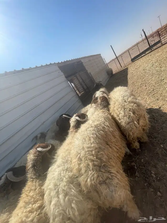 بهم خرفان فاخره كناور 6