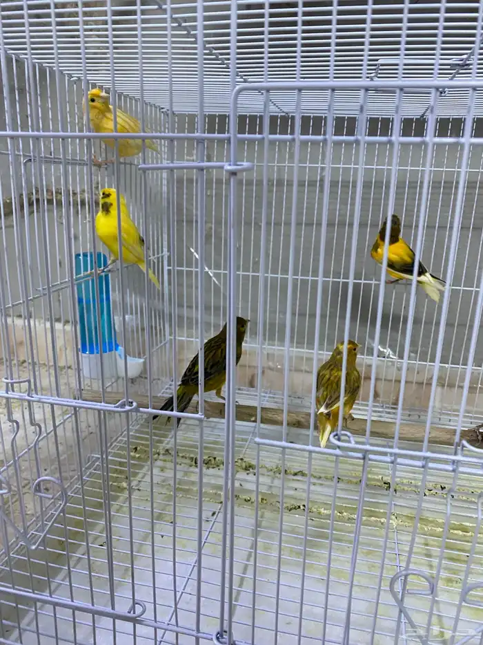 للبيع مجموعة كناري بسعر مغري 1