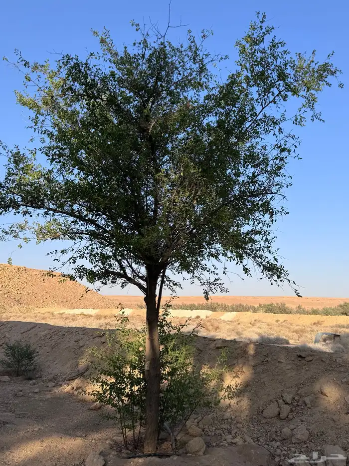 للبيع شجر غضى وسدر بلدي احجام كبيره 6 متر و4 متر 5
