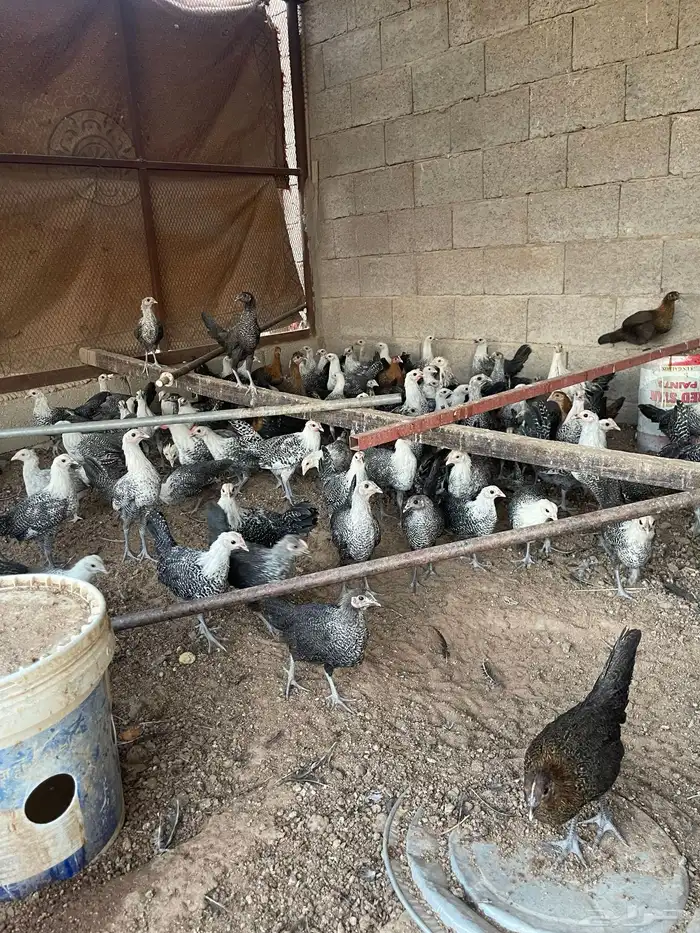 دجاج العمر 3 شهور 11