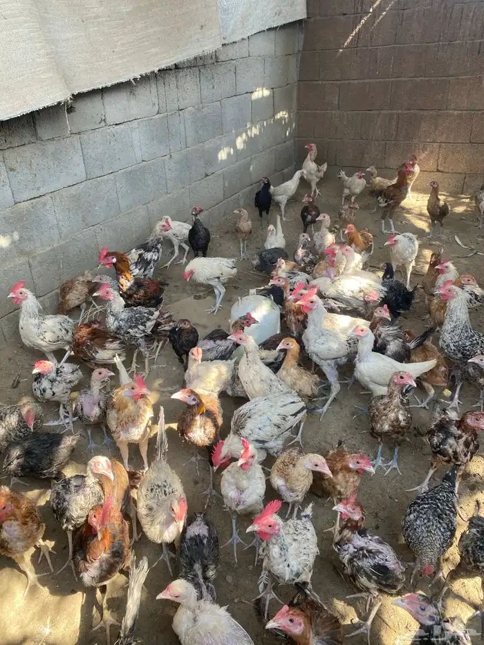 دجاج بلدي 12