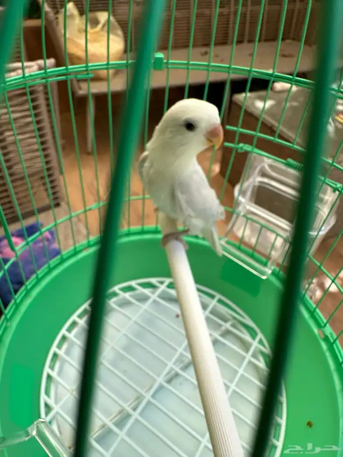 انثى روز بلد ابلاين للبيع 3