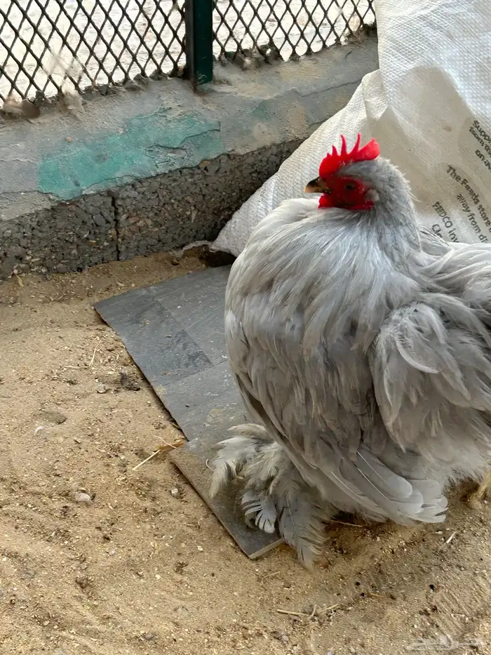 للبيع ديك لافندر مستوى طيب العمر 5 شهورعلى السوم 2