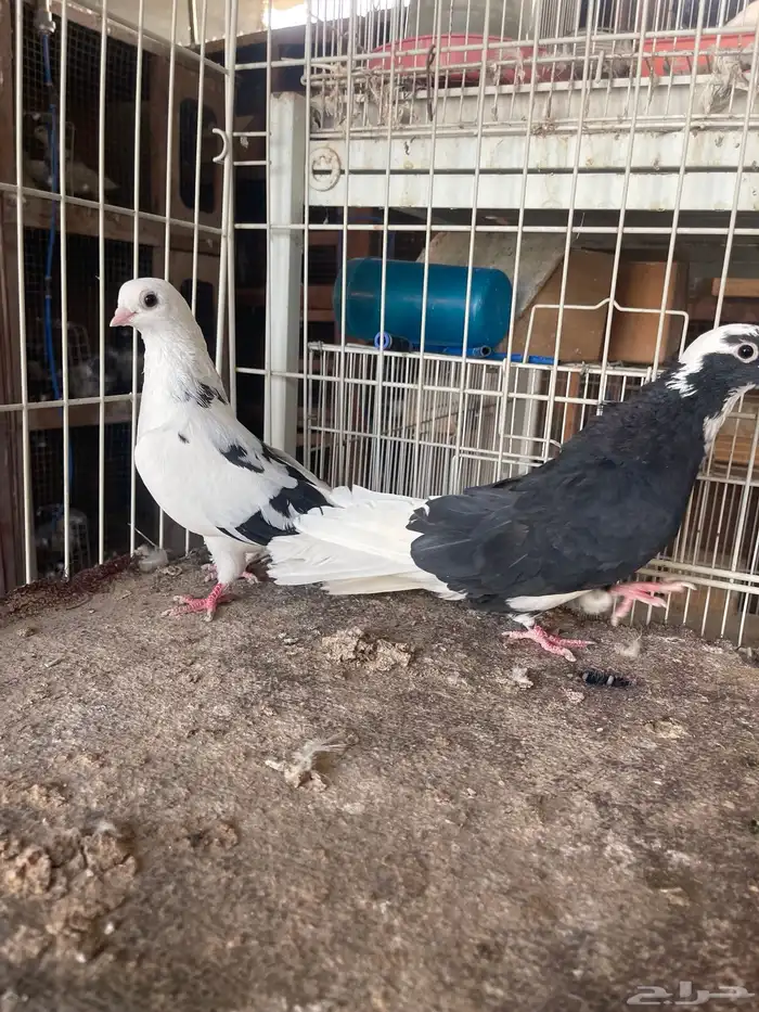 قطايف قنادي 1