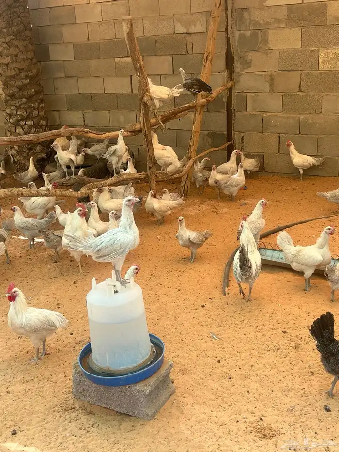 بيض دجاج فيومي المنيم وشبابي مخصب 0