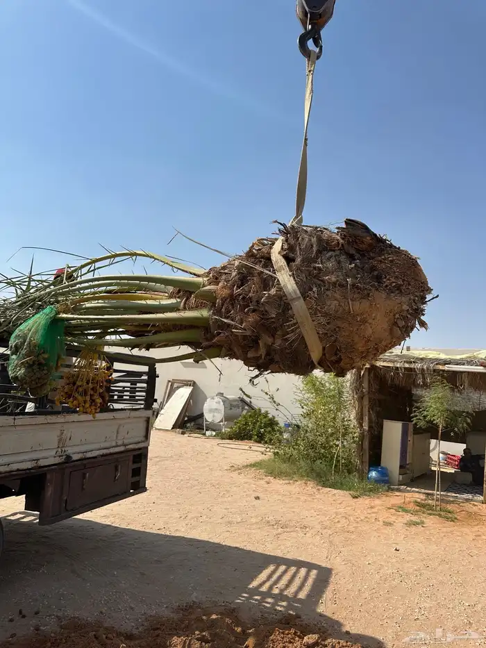 نخل للبيع منتج 5