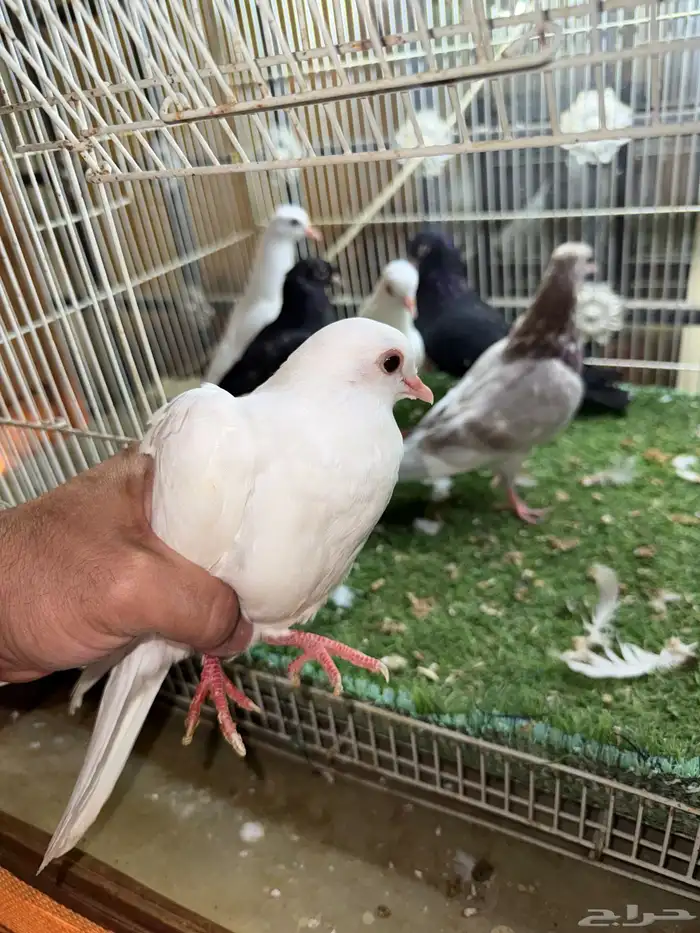 طبات صنعاوي اصيل 0