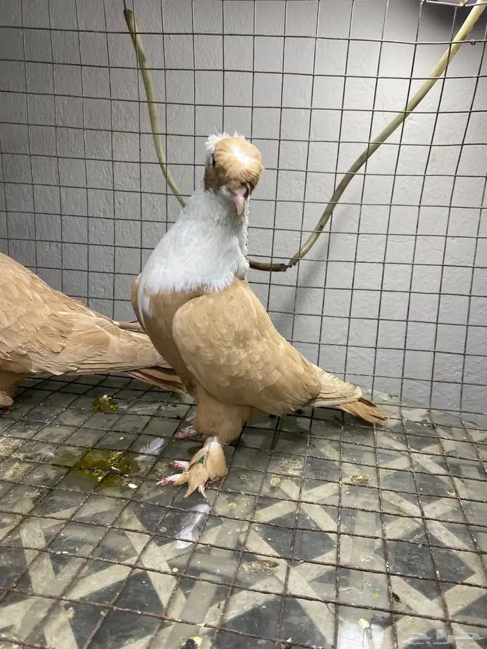 جوز لبناني اصفر مستوا فاخر نوادر 0