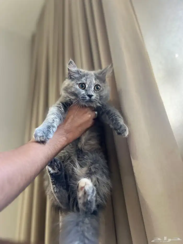 قط شيرزي 0