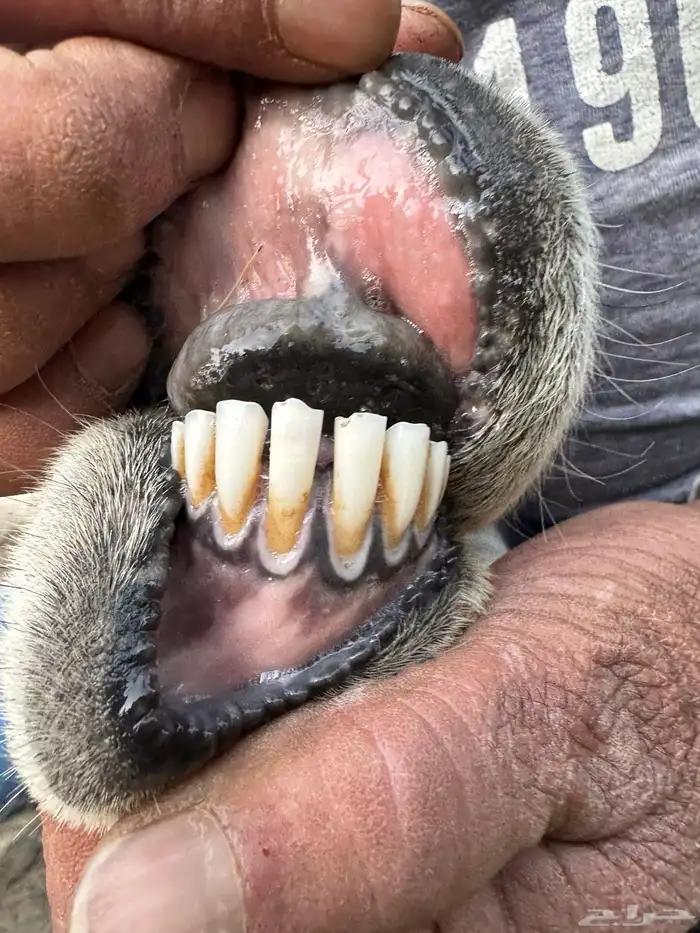 طلي فحل 2
