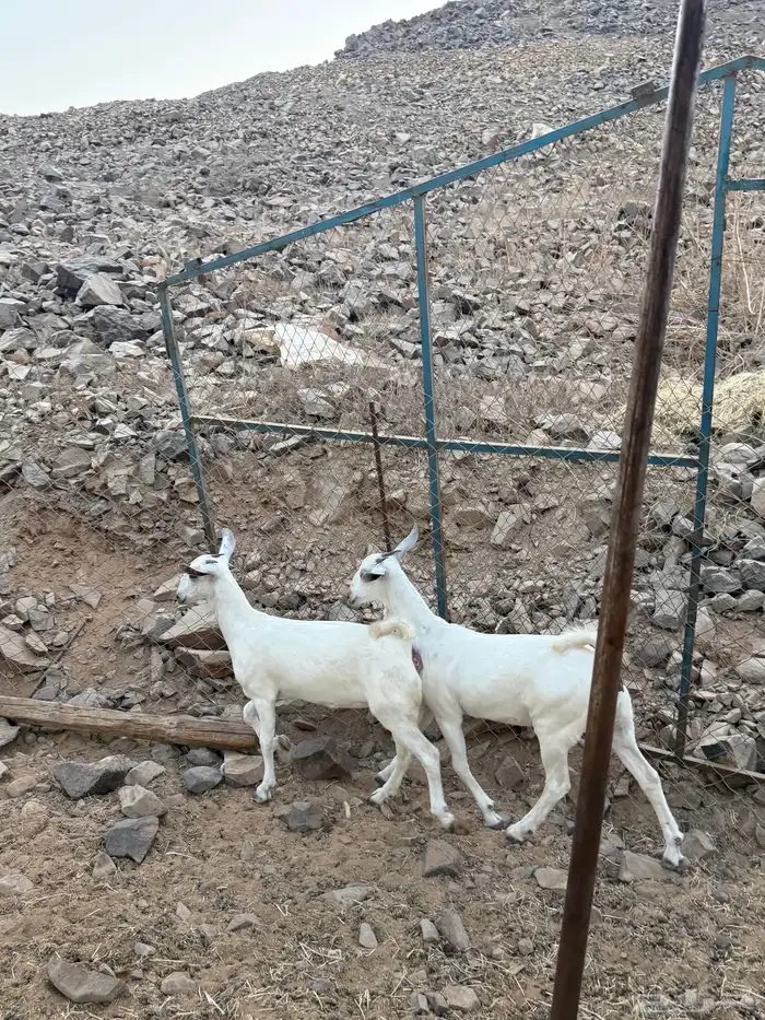 جفار بيشيه صنف الصنف 2