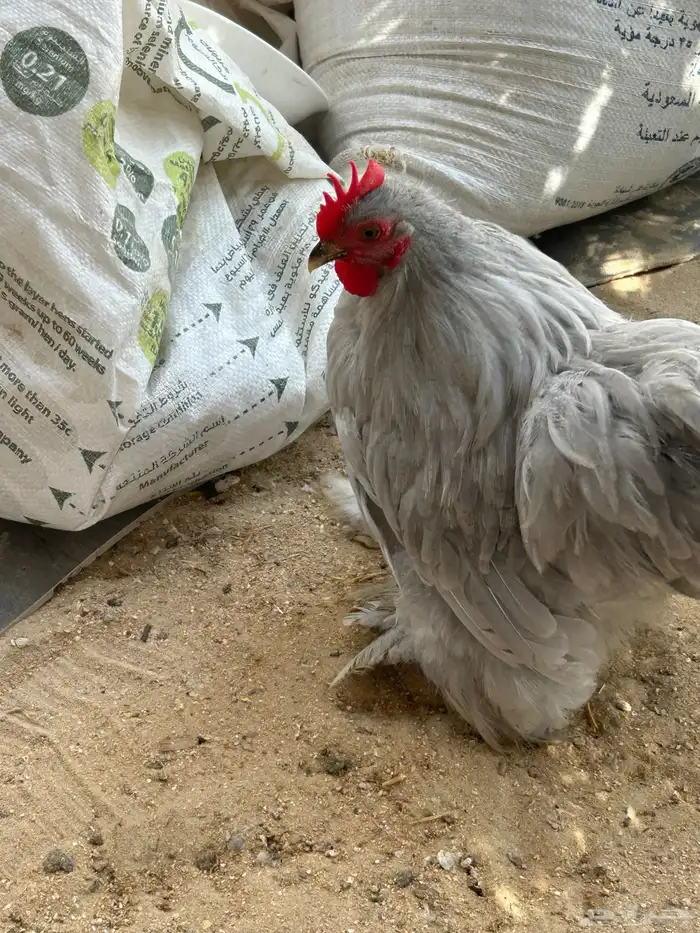 للبيع ديك لافندر مستوى طيب العمر 5 شهورعلى السوم 3