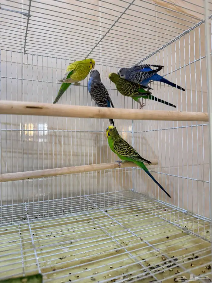 للبيع طيور حب بادجي 0