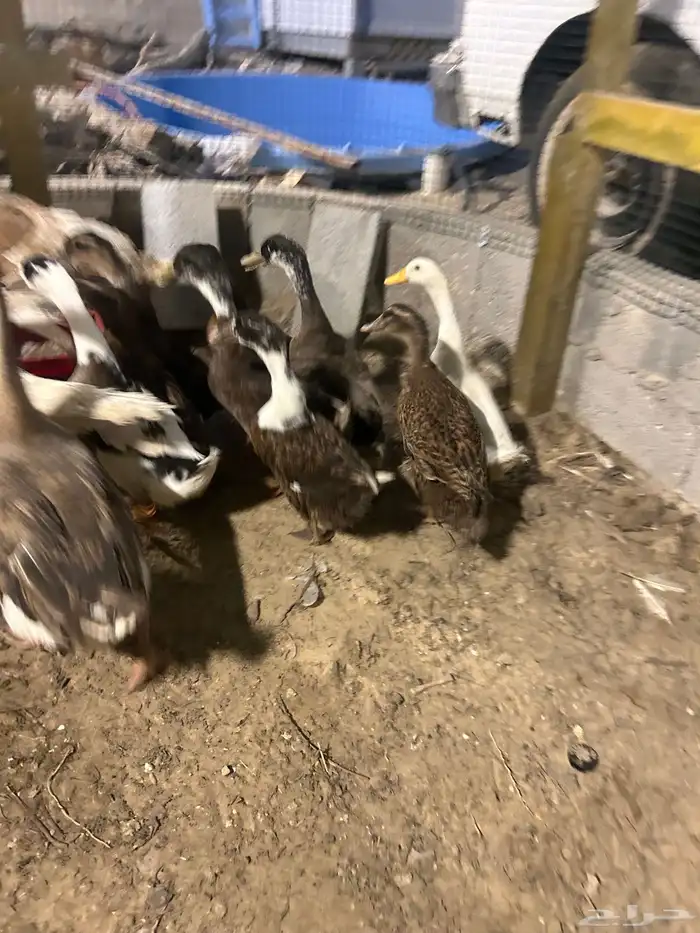 للبيع رومي و بط و دجاج حبشي 3