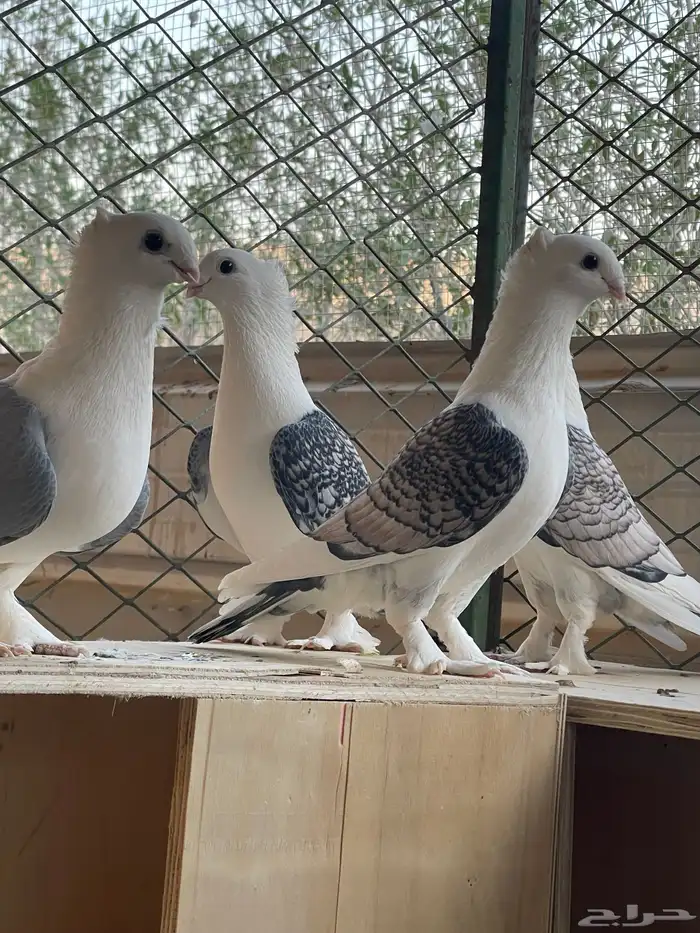البيع حمام حب رمان ثلاث اجواز 1