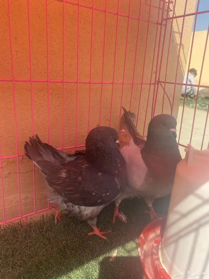 للبيع ازواج حمام 5