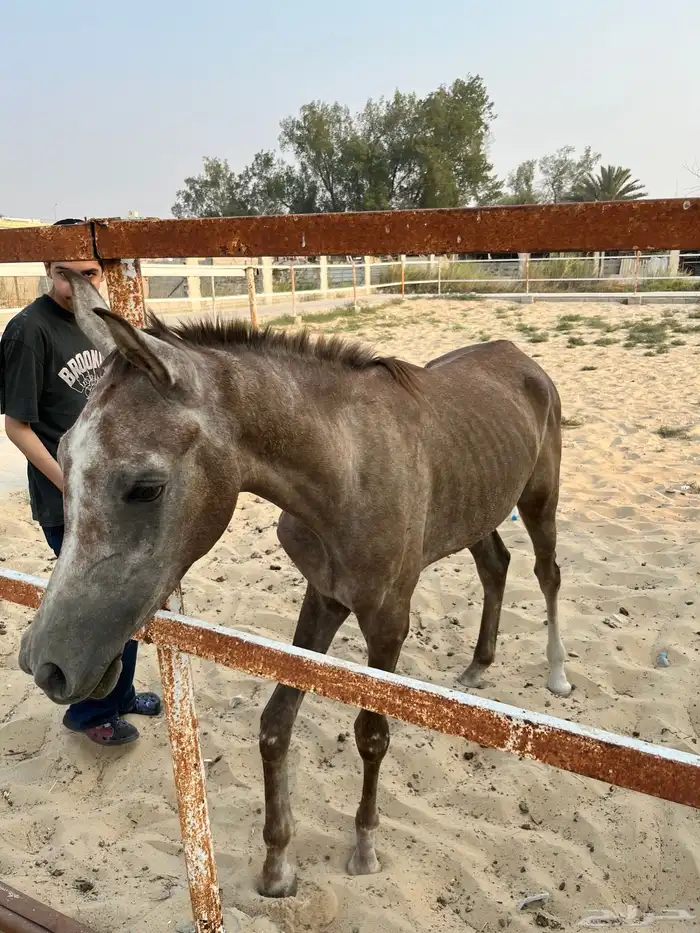 مهر العمر 7شهور 1