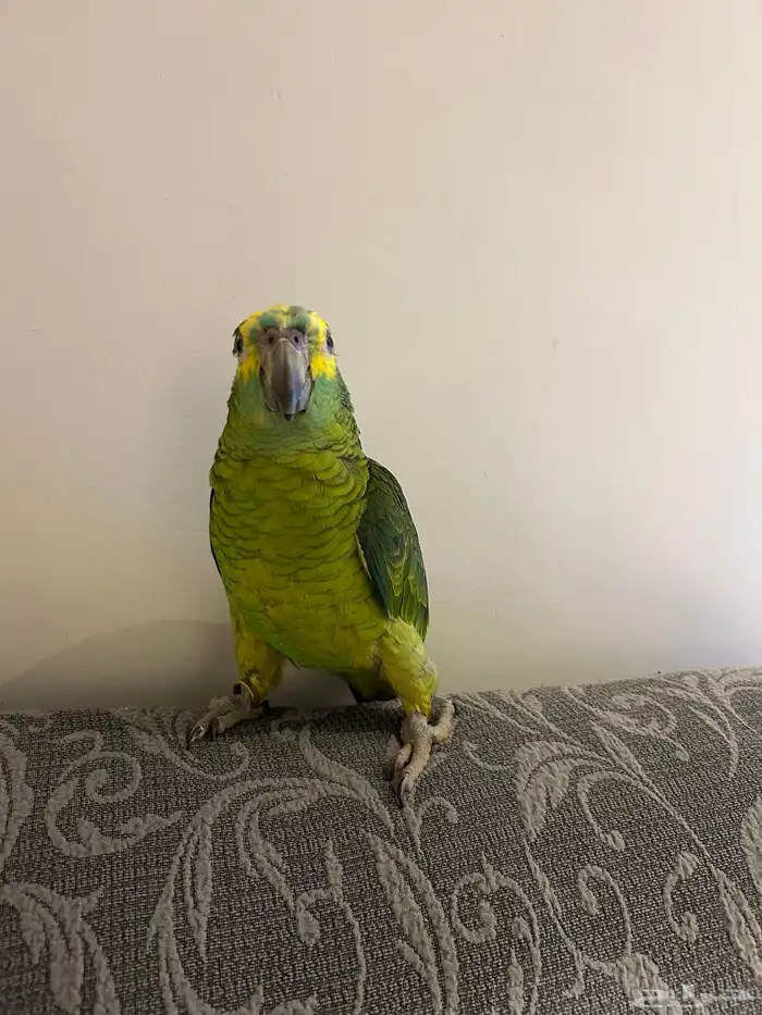 ببغاء امزوني مفقود 0