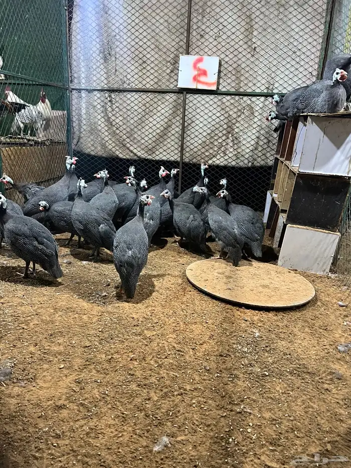 دجاج حبش بياض 0