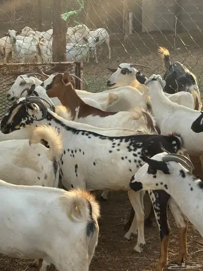 ماعز index