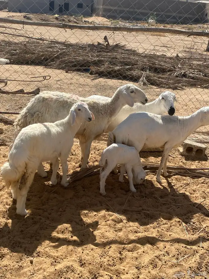 حريه والد. ورفيديات مواليد 3