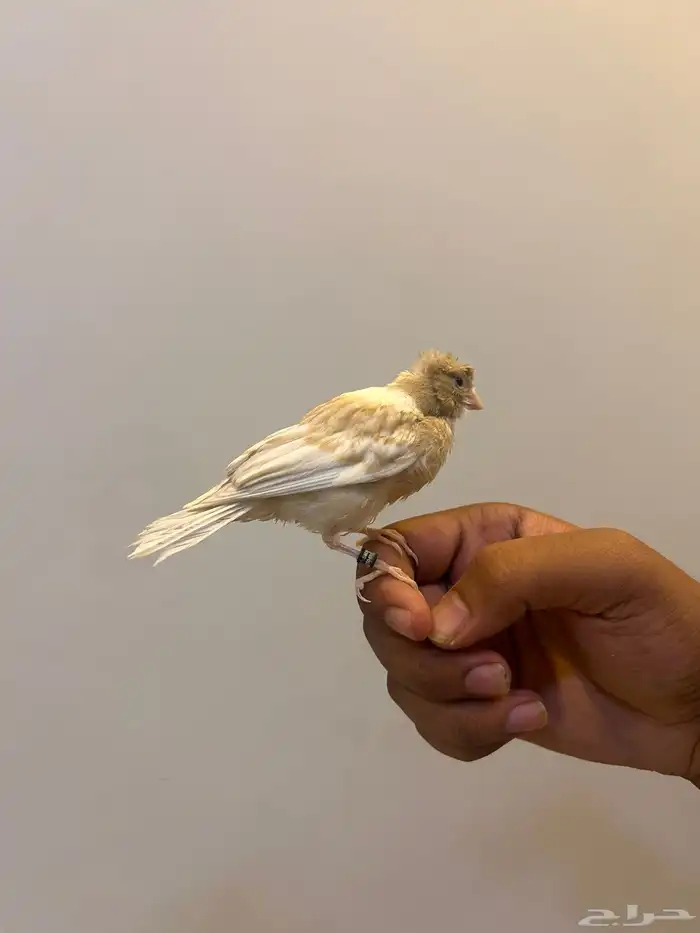 كناري تربيه 2