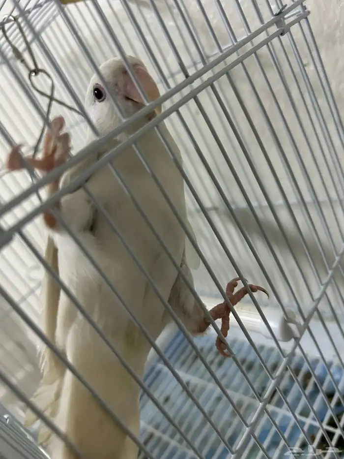 فرخ روز البينو (تم البيع) 0