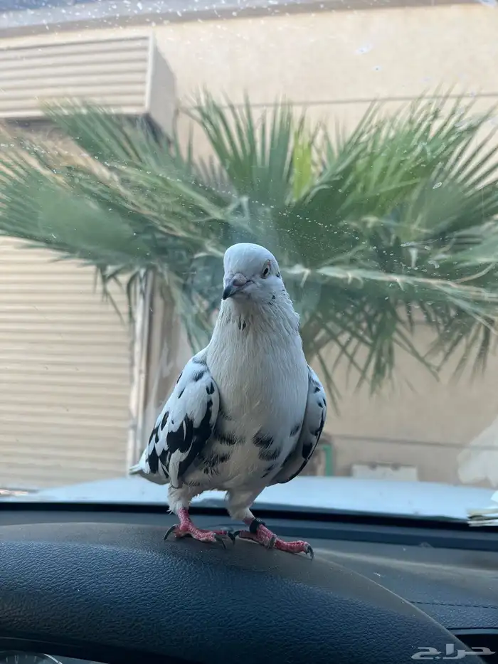 قطايف للبيع 2