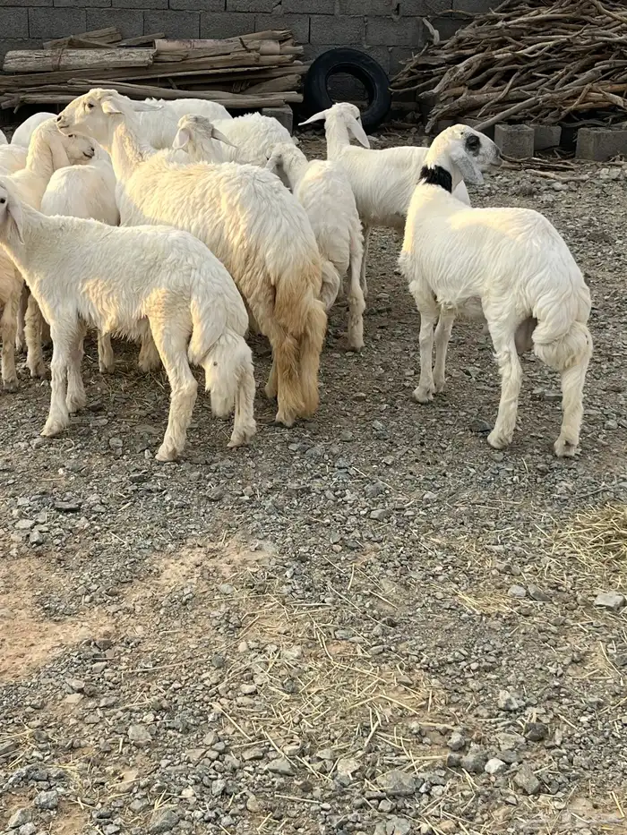 طليان للبيع في بيشة 0