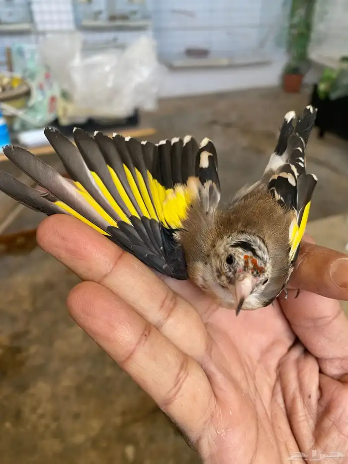 حسون ذكر فرخ تم البيع 3