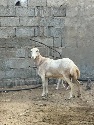 نعجه فاخرة منتوج index