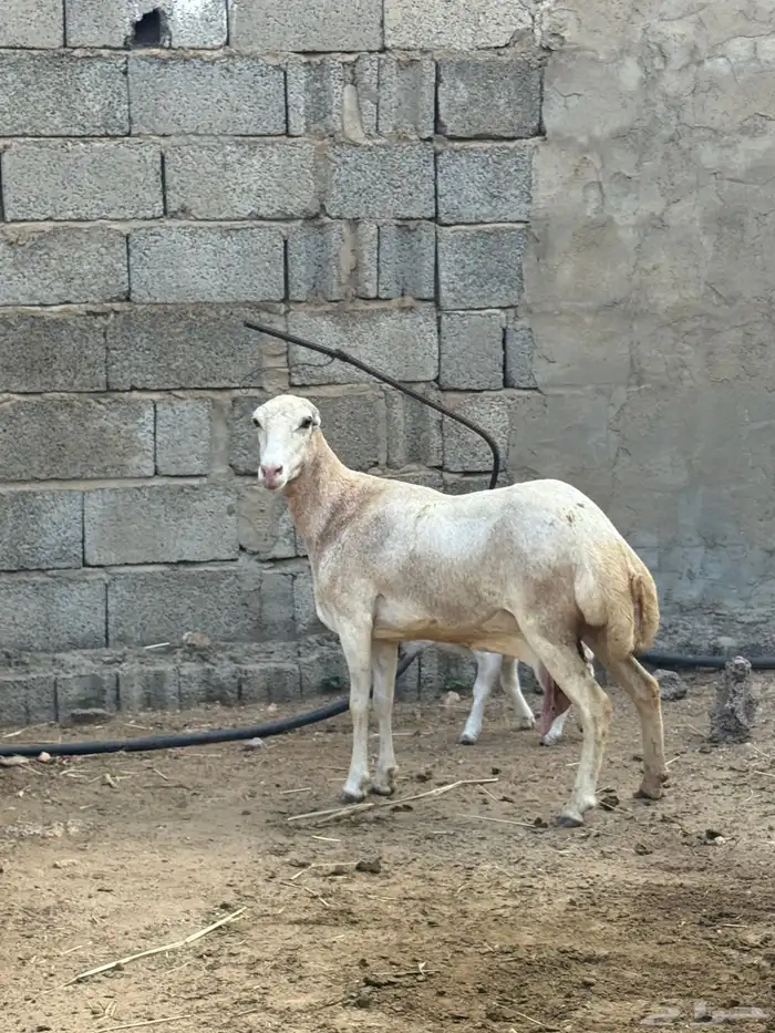 نعجه فاخرة منتوج 0